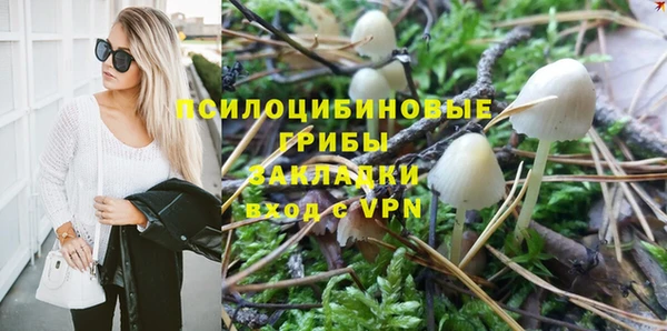прущие грибы Медвежьегорск
